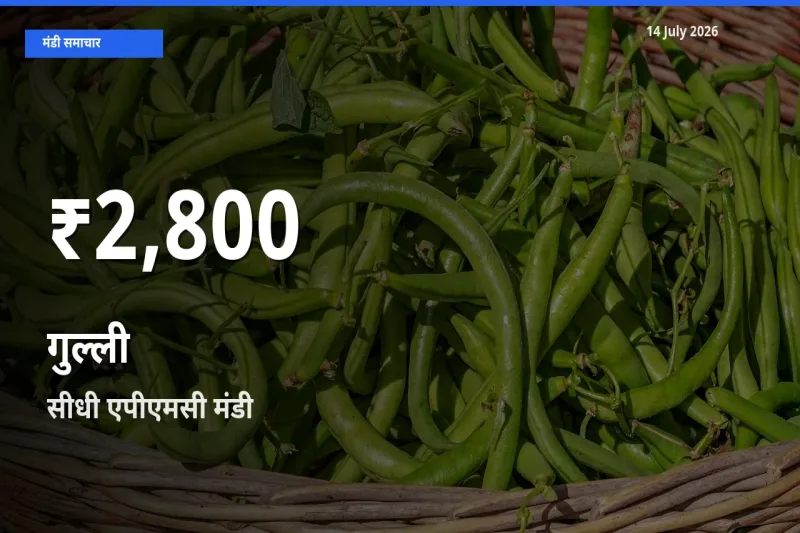 किसानों के लिए चिंता का विषय? गुल्ली के दाम सीधी एपीएमसी में 30 दिन के न्यूनतम स्तर पर