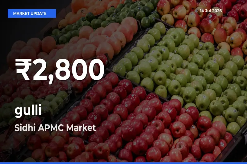 Why gulli Prices Slumped in Sidhi APMC – 30-Day Low Today