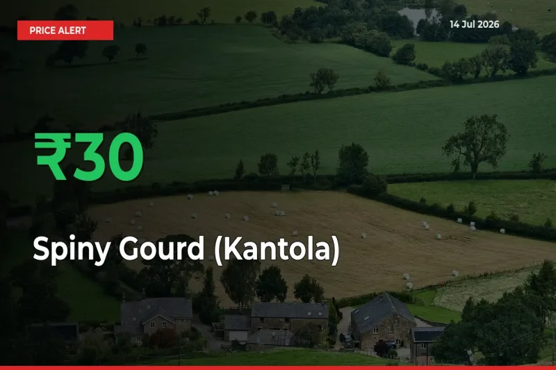 Spiny Gourd (Kantola) Mandi Rate Today: Prices Jump 29.75% at Market