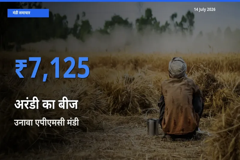 उनावा एपीएमसी मंडी में आज अरंडी का बीज के सबसे ऊँचे दाम दर्ज