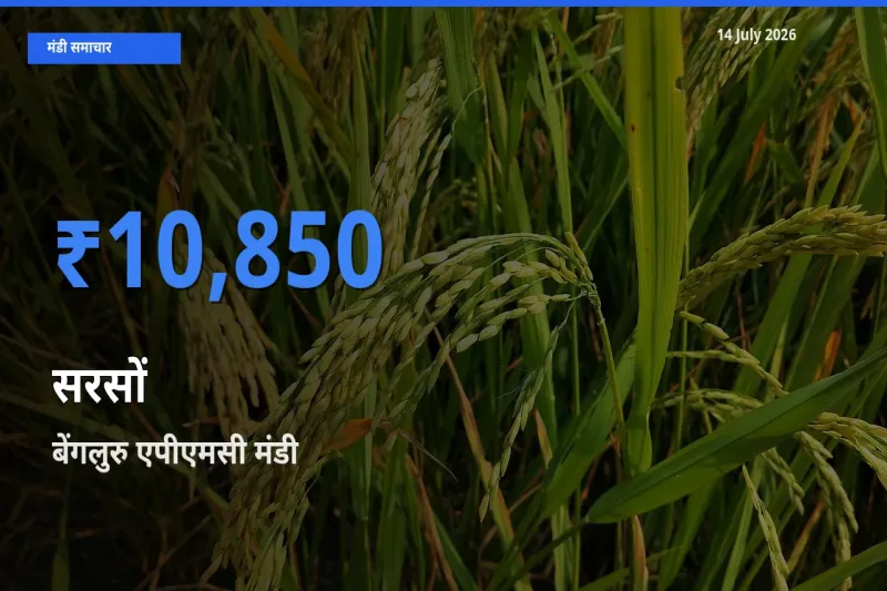 बेंगलुरु एपीएमसी में सरसों का आज सबसे ऊँचा भाव