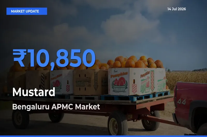Bengaluru APMC Emerges as Top Mandi for Mustard Prices Today