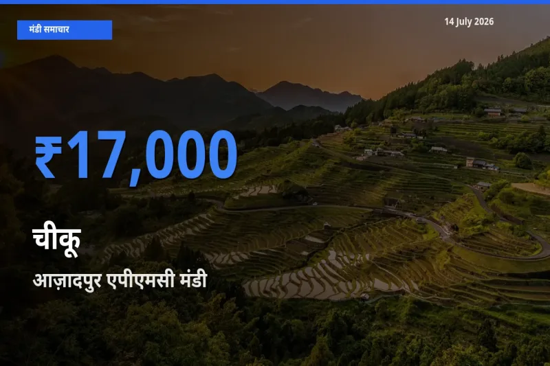 आज़ादपुर एपीएमसी में चीकू का आज सबसे ऊँचा भाव
