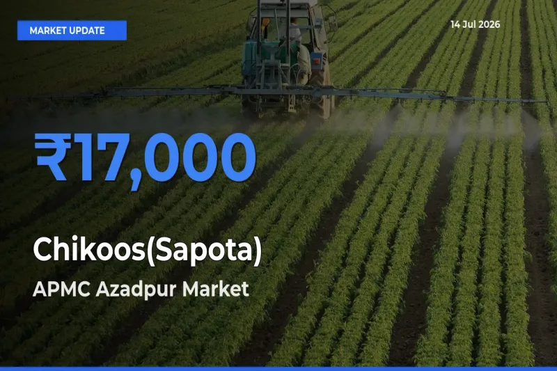 APMC Azadpur Leads as Top Mandi for Chikoos(Sapota) Prices