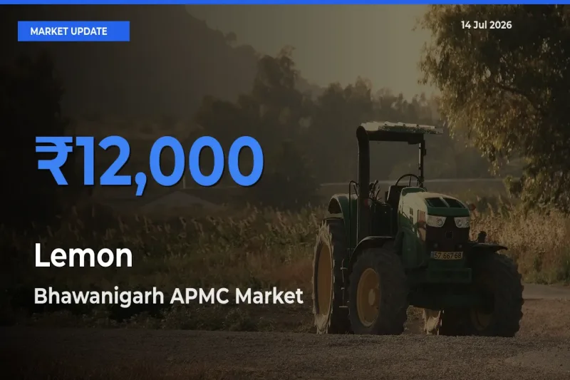 Market Watch: Bhawanigarh APMC Becomes Top Mandi for Lemon