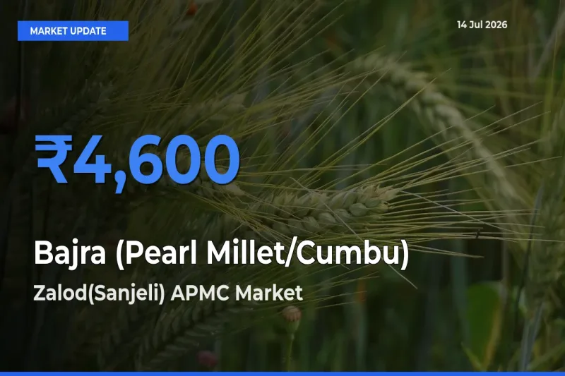 Zalod(Sanjeli) APMC Leads as Top Mandi for Bajra (Pearl Millet/Cumbu) Prices