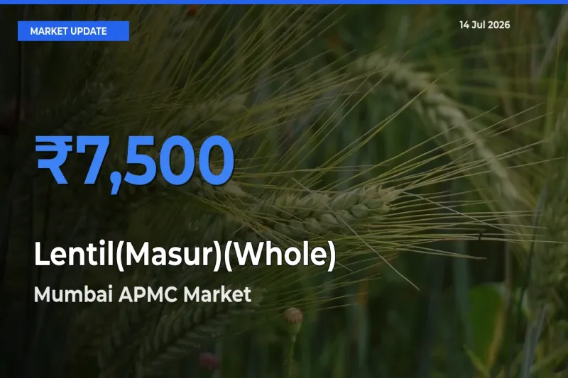 Lentil(Masur)(Whole) Mandi Rate Today: Mumbai APMC Tops the List