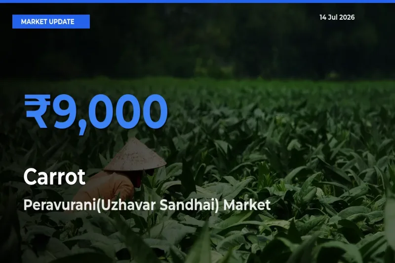 Top Performer! Peravurani(Uzhavar Sandhai) Offers Best Carrot Price Today