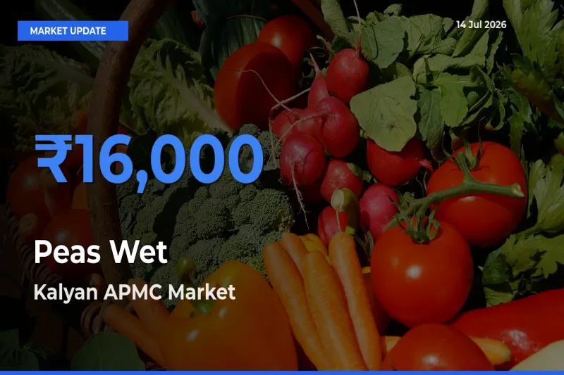 Kalyan APMC Tops Peas Wet Mandi Rates Today