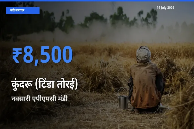 किसानों की पसंद बना नवसारी एपीएमसी, कुंदरू (टिंडा तोरई) के सबसे अच्छे दाम