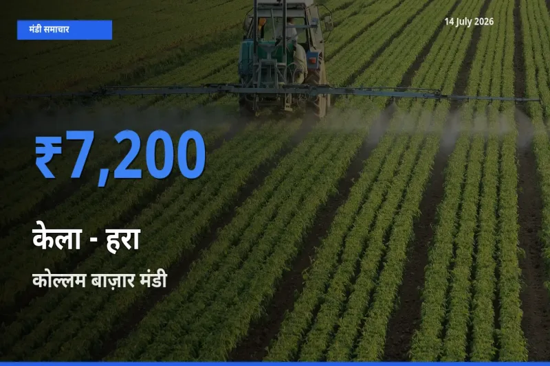 कोल्लम बाज़ार मंडी में आज केला - हरा के सबसे ऊँचे दाम दर्ज