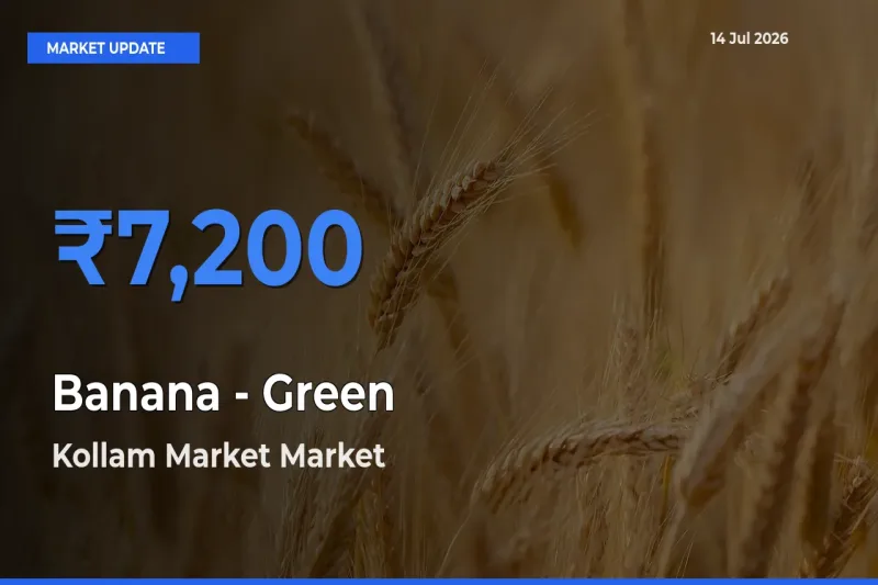 Market Watch: Kollam Market Becomes Top Mandi for Banana - Green