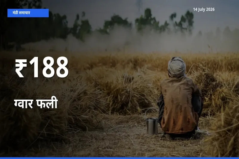 ग्वार फली के दाम 188+ मंडियों में बदले, बाज़ार का रुझान स्पष्ट