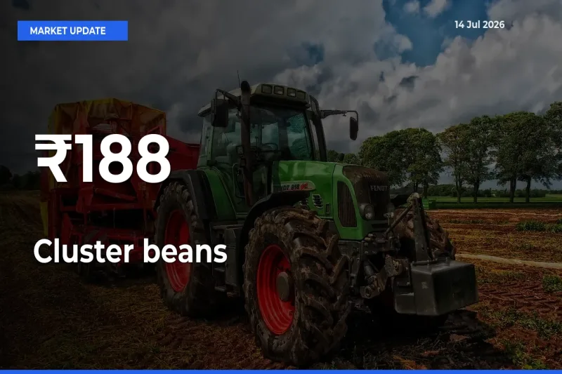 Cluster beans Mandi Trend Today: Prices Shift Across Multiple Markets
