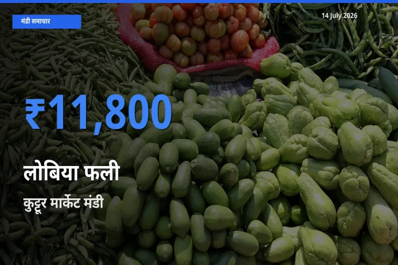 14 July अपडेट: लोबिया फली के सबसे ऊँचे दाम कुट्टूर मार्केट मंडी में