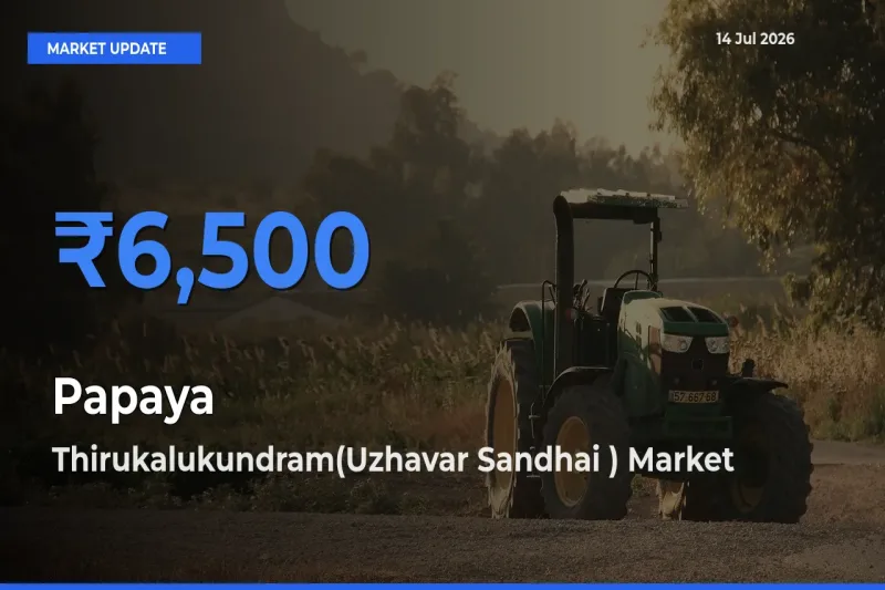 Thirukalukundram(Uzhavar Sandhai ) Leads as Top Mandi for Papaya Prices