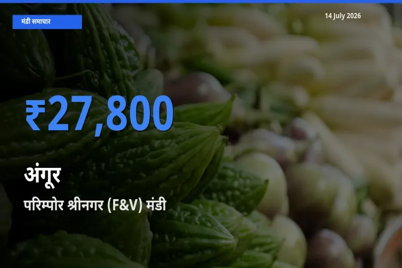 14 July अपडेट: अंगूर के सबसे ऊँचे दाम परिम्पोर श्रीनगर (F&V) मंडी में