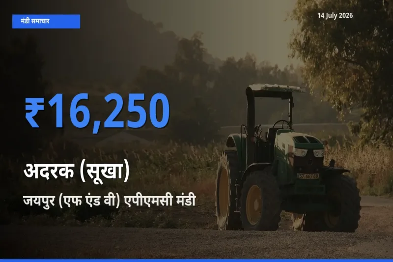 किसानों की पसंद बना जयपुर (एफ एंड वी) एपीएमसी, अदरक (सूखा) के सबसे अच्छे दाम