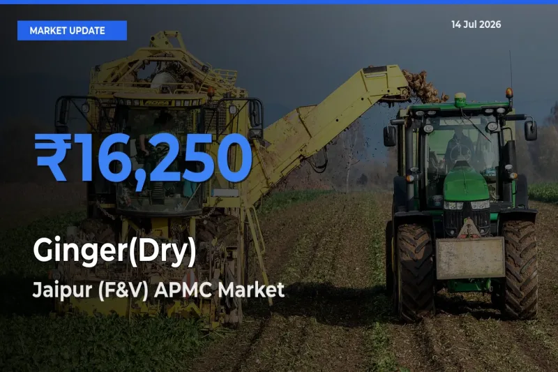 Jaipur (F&V) APMC Tops Ginger(Dry) Mandi Rates Today