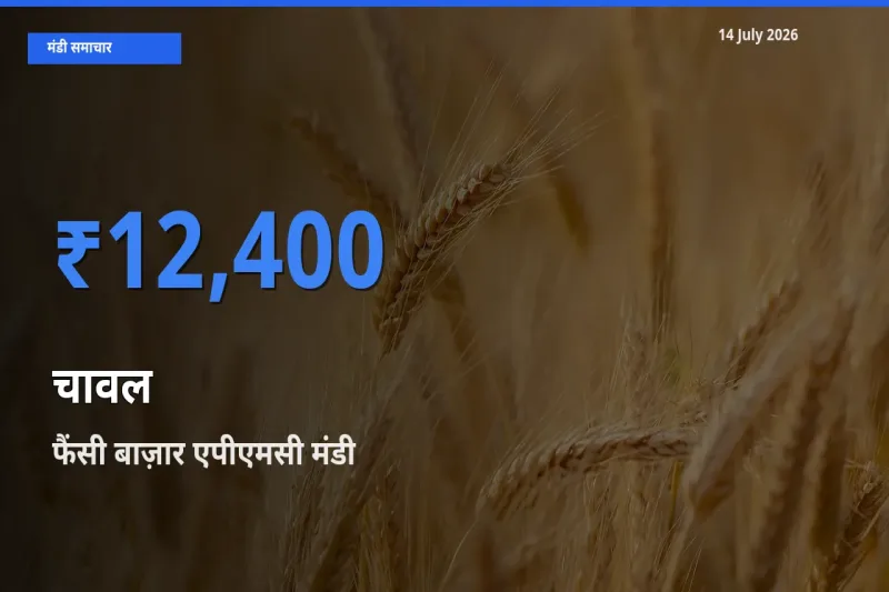 बाज़ार संकेत: फैंसी बाज़ार एपीएमसी बना चावल के लिए आज की टॉप मंडी