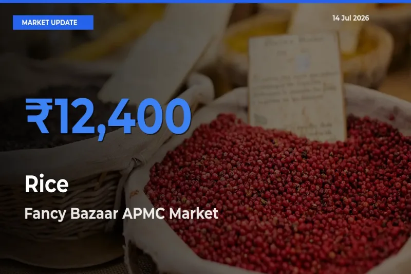 Fancy Bazaar APMC Tops Rice Rates – July 14 Market Update