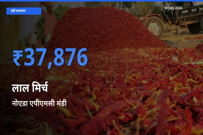 किसानों की पसंद बना नोएडा एपीएमसी, लाल मिर्च के सबसे अच्छे दाम