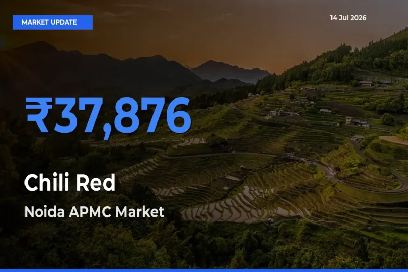 Market Watch: Noida APMC Becomes Top Mandi for Chili Red