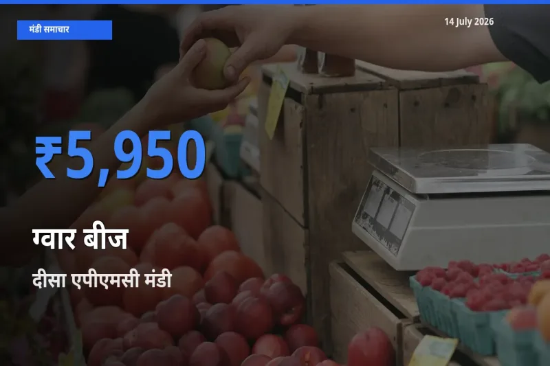 किसानों की पसंद बना दीसा एपीएमसी, ग्वार बीज के सबसे अच्छे दाम