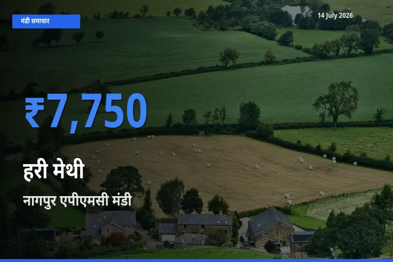 आज हरी मेथी के सबसे ज़्यादा दाम नागपुर एपीएमसी मंडी में दर्ज