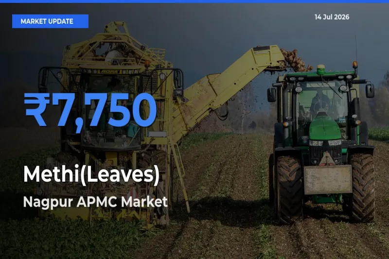 Farmers Prefer Nagpur APMC as Methi(Leaves) Hits Highest Rate