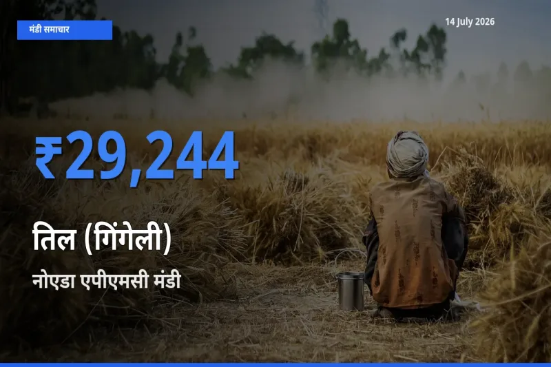 टॉप मंडी बना नोएडा एपीएमसी! तिल (गिंगेली) के सबसे ऊँचे दाम यहीं दर्ज