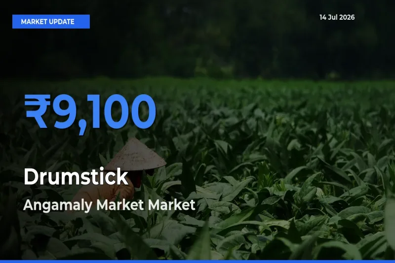 Angamaly Market Leads as Top Mandi for Drumstick Prices