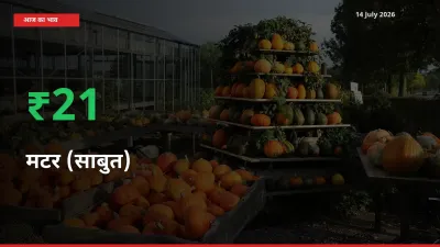 आज का मंडी भाव: मटर (साबुत) के दाम मंडी में 21.06% ऊपर