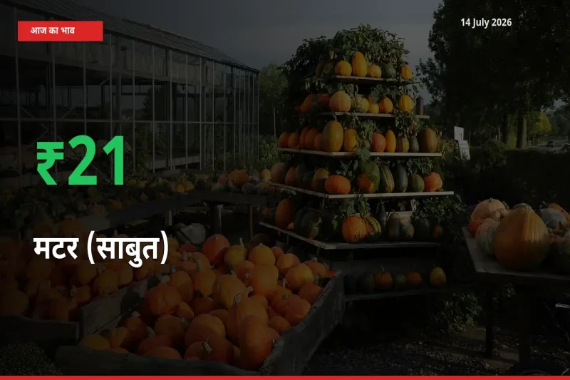 आज का मंडी भाव: मटर (साबुत) के दाम मंडी में 21.06% ऊपर