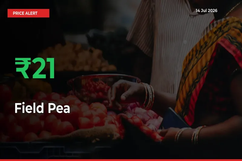 21.06% Spike in Field Pea Prices – Mandi Sees Sudden Rally