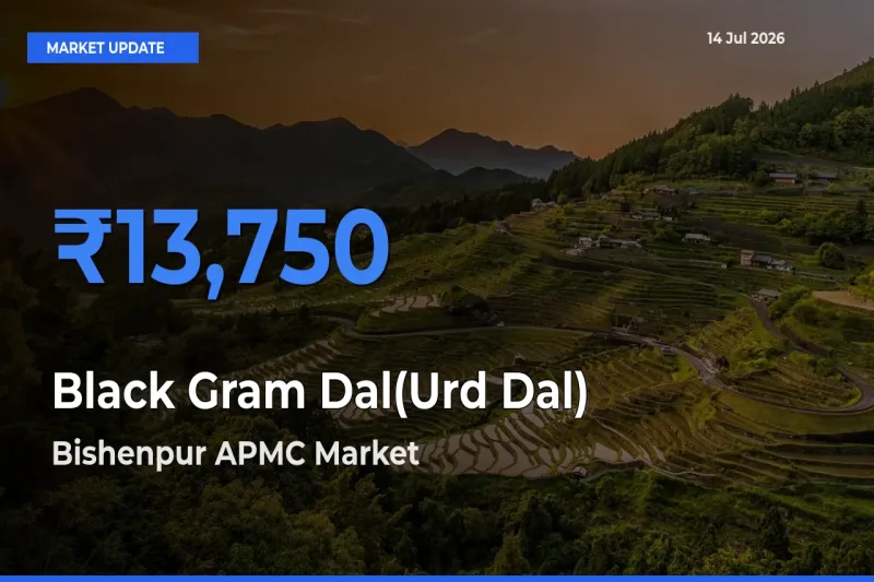 Top Performer! Bishenpur APMC Offers Best Black Gram Dal(Urd Dal) Price Today