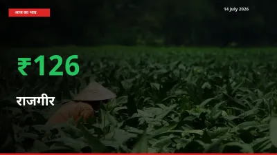 आज का मंडी भाव: राजगीर के दाम मंडी में 126.05% ऊपर