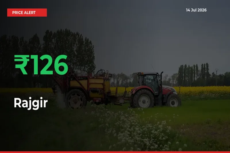 126.05% Spike in Rajgir Prices – Mandi Sees Sudden Rally