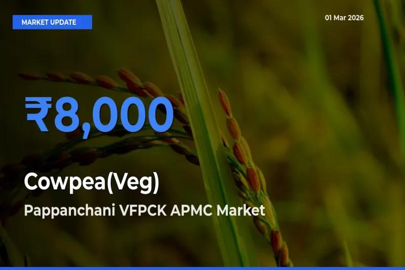 Top Performer! Pappanchani VFPCK APMC Offers Best Cowpea(Veg) Price Today