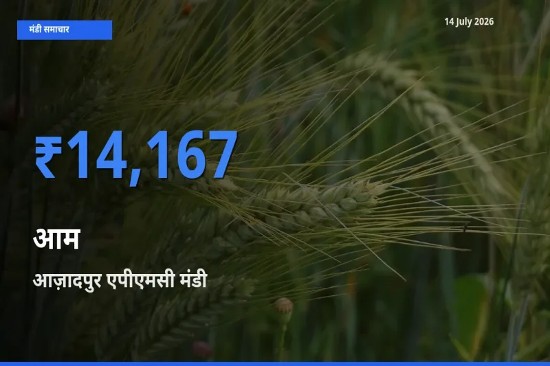 टॉप मंडी बना आज़ादपुर एपीएमसी! आम के सबसे ऊँचे दाम यहीं दर्ज
