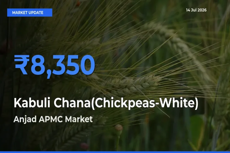 Anjad APMC Records Highest ₹8,350 Rate for Kabuli Chana(Chickpeas-White)