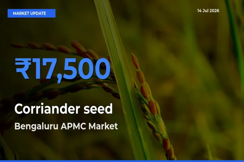 Market Watch: Bengaluru APMC Becomes Top Mandi for Corriander seed
