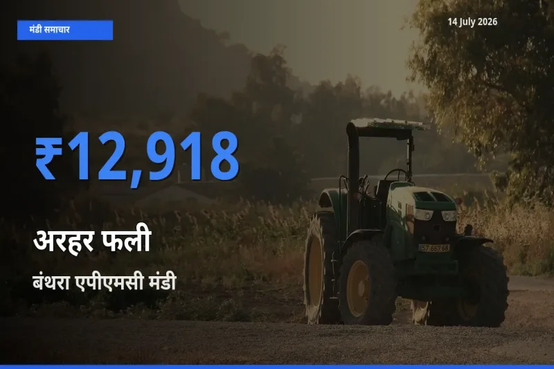 14 July अपडेट: अरहर फली के सबसे ऊँचे दाम बंथरा एपीएमसी मंडी में