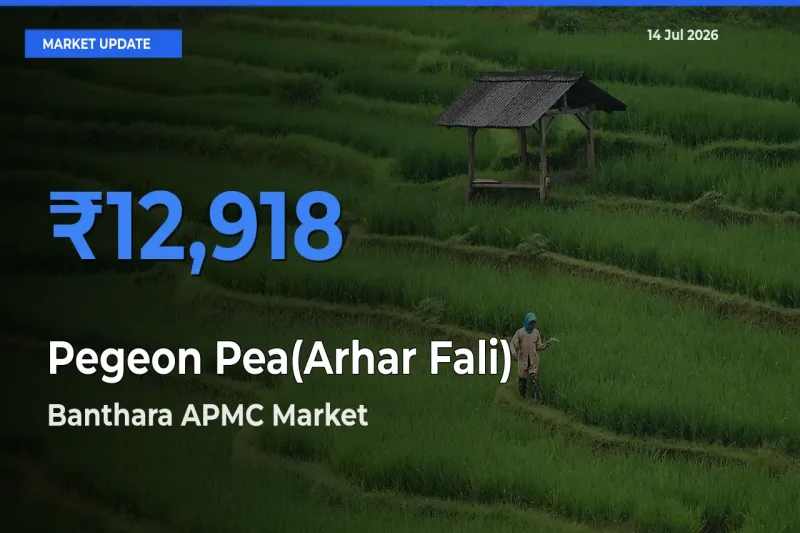 Farmers Prefer Banthara APMC as Pegeon Pea(Arhar Fali) Hits Highest Rate