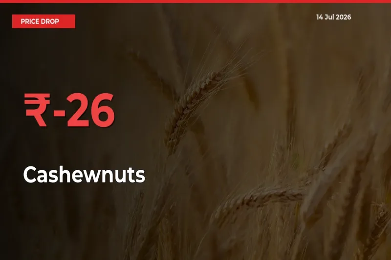 Sudden Shock! Cashewnuts Drops 26.2% in 24 Hours at Top Mandis