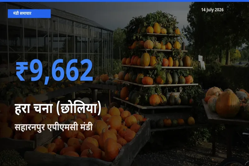 सहारनपुर एपीएमसी मंडी में हरा चना (छोलिया) ₹9,662 पर पहुँचा – आज का सर्वोच्च भाव