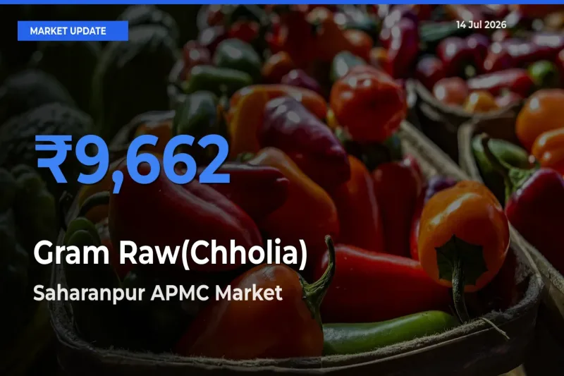 Saharanpur APMC Tops Gram Raw(Chholia) Mandi Rates Today