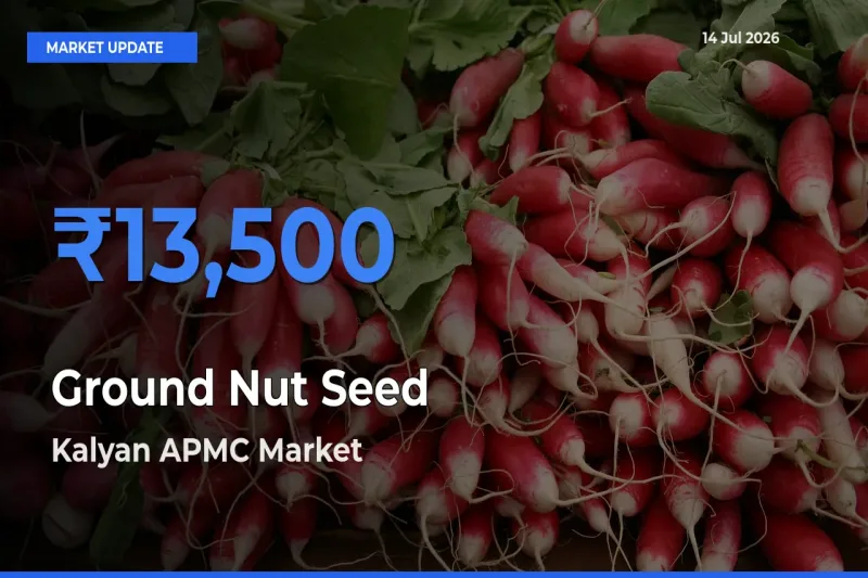 Top Performer! Kalyan APMC Offers Best Ground Nut Seed Price Today