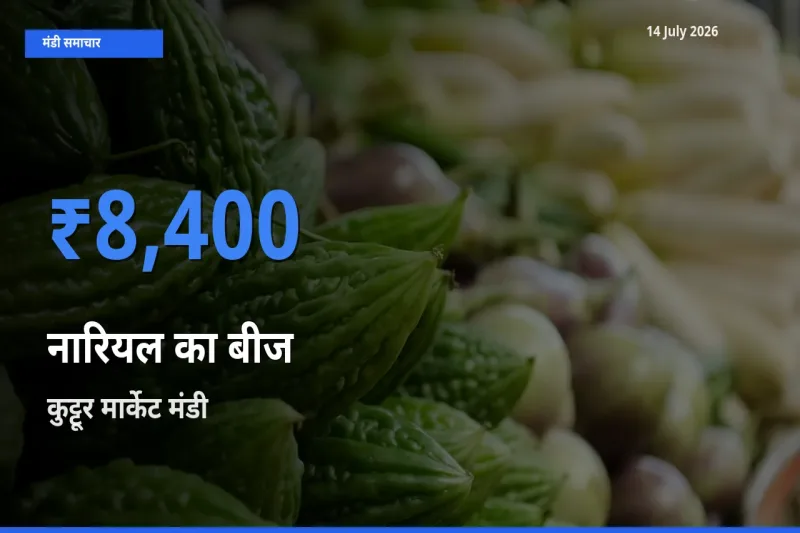 टॉप मंडी बना कुट्टूर मार्केट! नारियल का बीज के सबसे ऊँचे दाम यहीं दर्ज