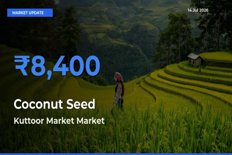 Top Performer! Kuttoor Market Offers Best Coconut Seed Price Today